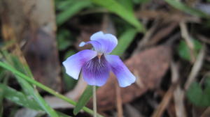 Viola hederacea washed mauve and white flower