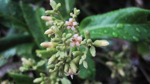 Parsonsia straminea flowers