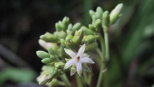 Parsonsia straminea flowers