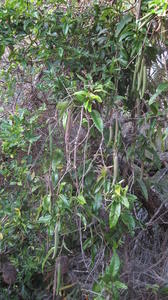 Parsonsia straminea pods and plant shape