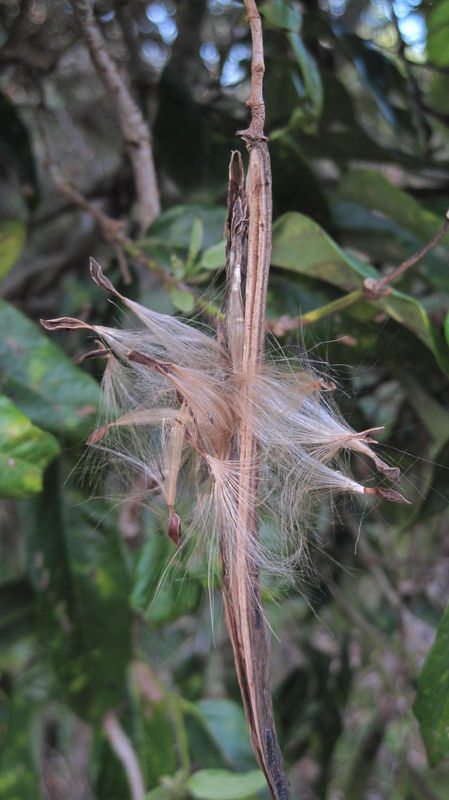 Parsonsia straminea mature pod with seeds