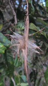 Parsonsia straminea mature pod with seeds