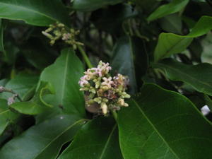 Parsonsia straminea flowers