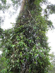 Parsonsia straminea plant shape