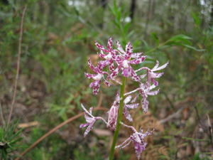 Dipodium variegatum 