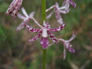 Dipodium variegatum 