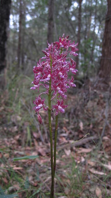 Dipodium variegatum 