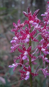 Dipodium variegatum 