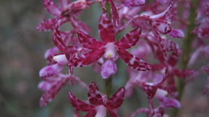 Dipodium variegatum