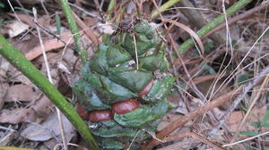 Macrozamia spiralis female cone