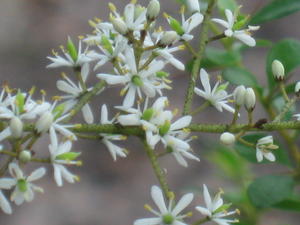 White flowers