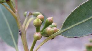 Eucalyptus acmenoides buds