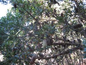 Banksia serrata branch 