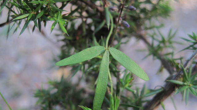 Glycine clandestina short blunt leaf shape