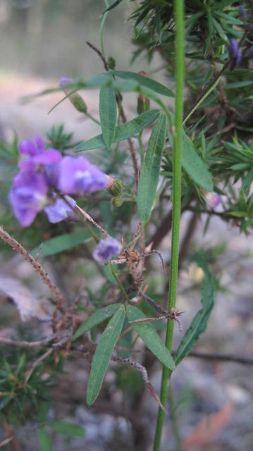 Glycine clandestina flowers and leaf