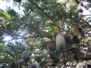 Banksia serrata branch