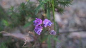 Glycine clandestina flowers