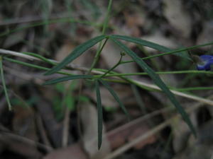 Glycine clandestina long slender leaf shape