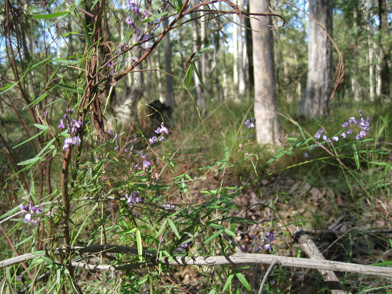 Glycine clandestina twining high