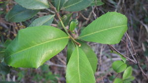 Myrsine variabilis toothed leaves