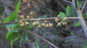 Myrsine variabilis unripe fruit