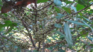 Myrsine variabilis heavy load of fruit 