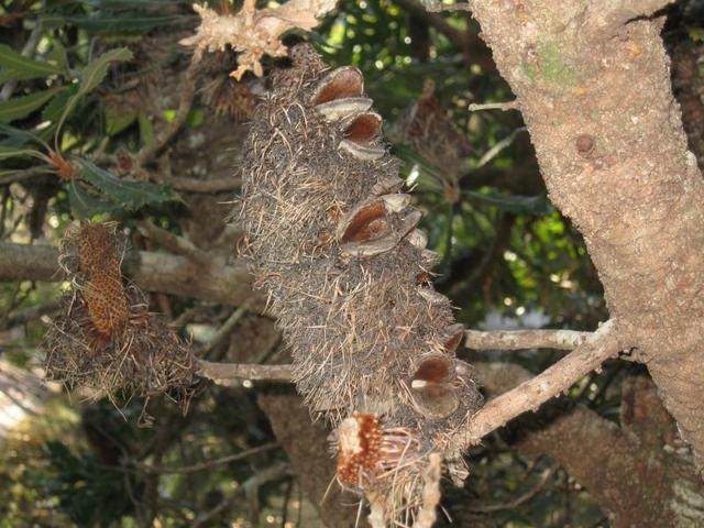 Banksia serrata cone with opened follicles