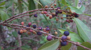 Myrsine variabilis ripe fruit