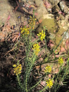 Dillwynia floribunda flowers