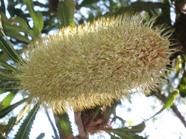 Banksia serrata flower open