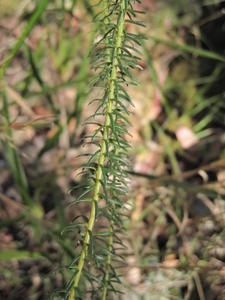 Dillwynia floribunda leaves