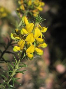 Dillwynia floribunda flower head