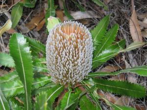 Banksia serrata flower unopened 