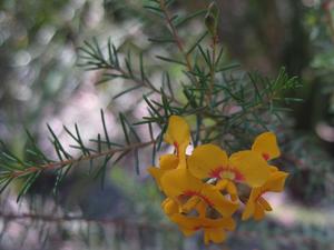 Dillwynia retorta ssp retorta flowers