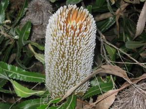 Banksia serrata flower unopened 