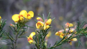 Dillwynia glaberrima flowers