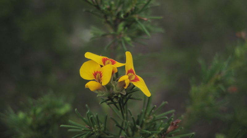 Dillwynia glaberrima flowers