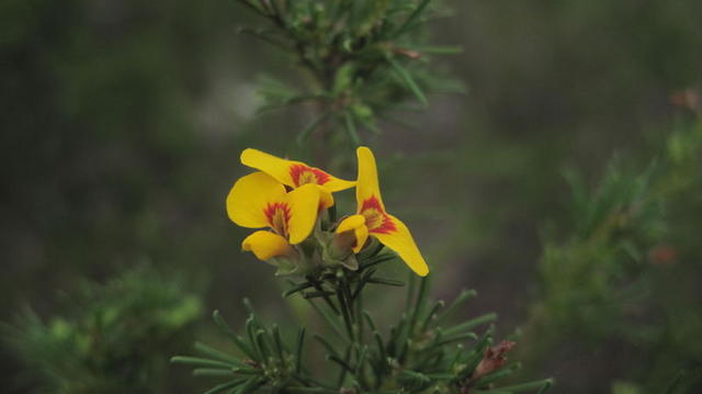 Dillwynia glaberrima flowers