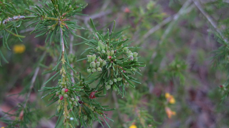 Dillwynia glaberrima buds