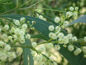 Acacia falcata flowers