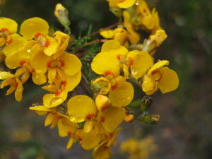 Dillwynia retorta ssp retorta flower head