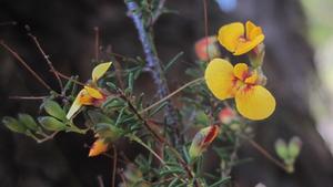 Dillwynia parvifolia flowers
