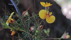 Dillwynia parvifolia flowers