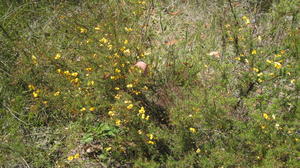 Dillwynia parvifolia plant shape