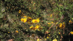 Dillwynia parvifolia flowering branches