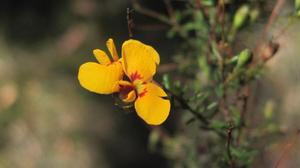 Dillwynia parvifolia flowers