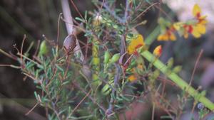 Dillwynia parvifolia flowers and fruit