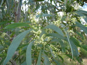 Acacia falcata flowers 