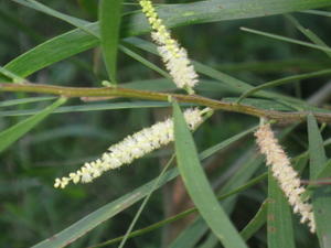 Acacia maidenii - Maiden's Wattle