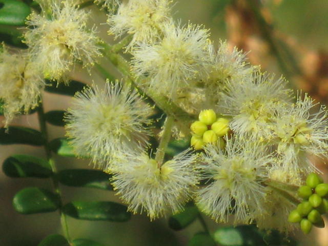 Acacia terminalis flowers